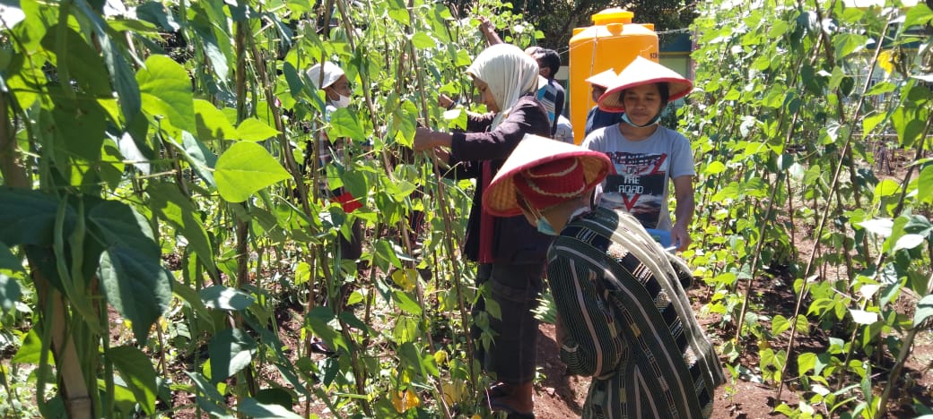 Bantuan Pembelian Kambing dan Pembuatan Kandang Kambing Caritas Keuskupan Ruteng (julius)